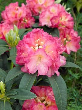 Rhododendron Dame Nellie Melba