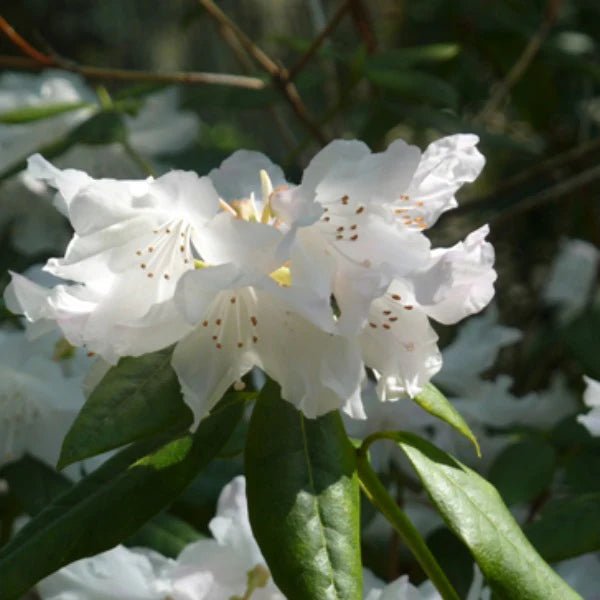 Rhododendron Dora Amateur White - Ladybird Nursery