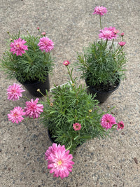 Daisy 'Strawberry Shortcake' (Argyranthemum)