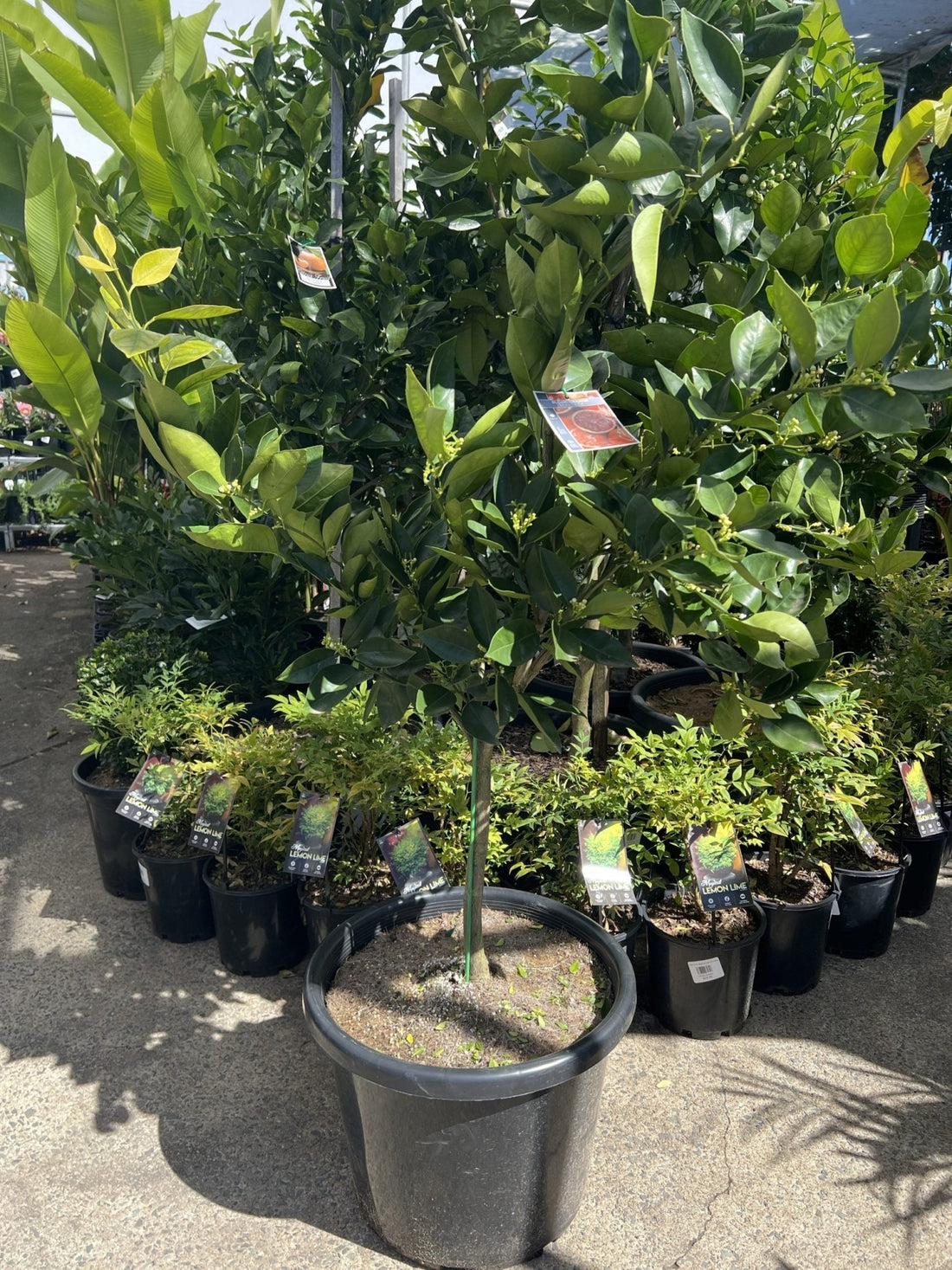 Advanced Blood Orange 'Maltese' 500mm/45Ltr (PICKUP ONLY) - Ladybird Nursery