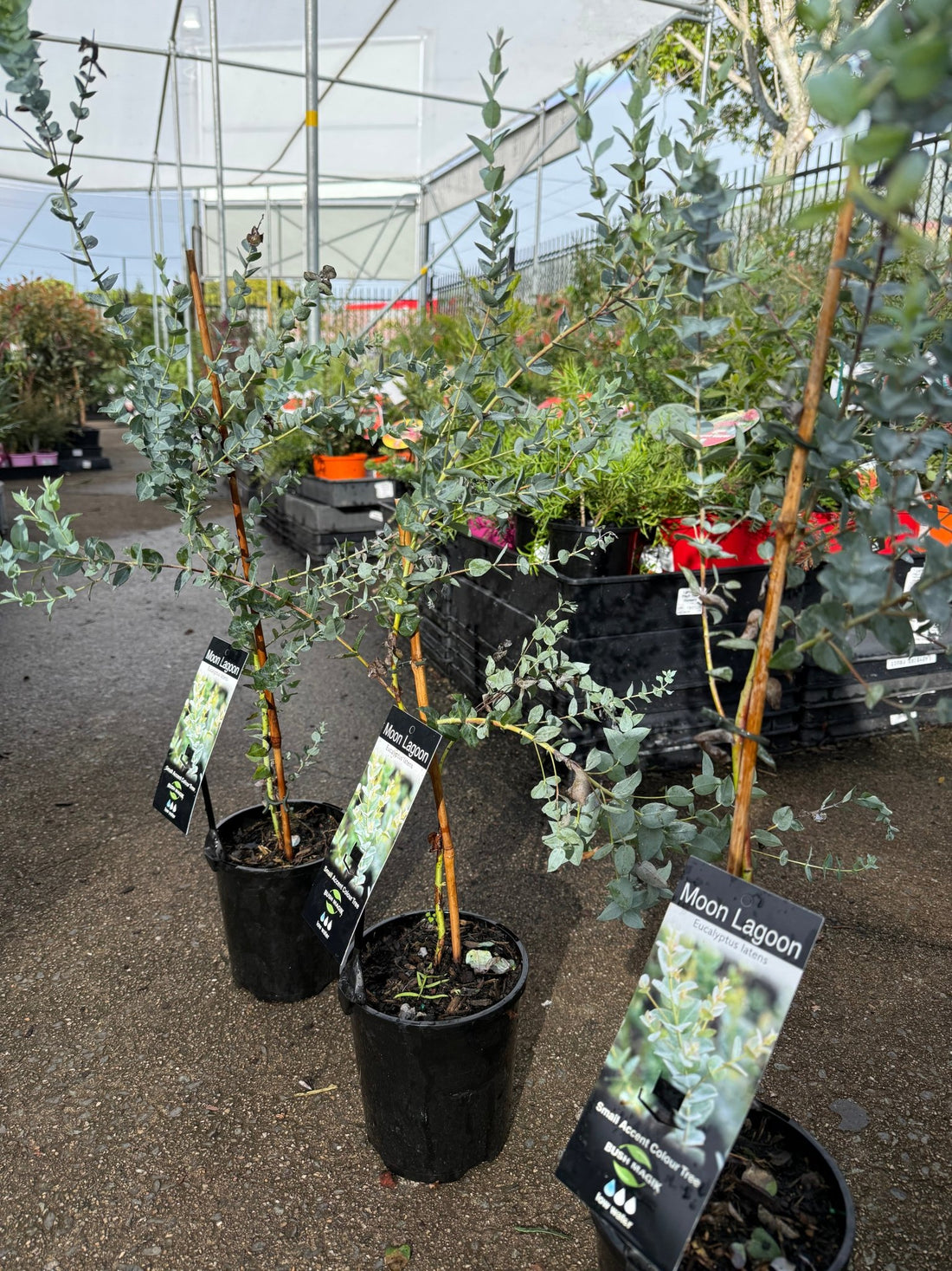 Eucalyptus 'Moon Lagoon' (Eucalyptus latens) - Ladybird Nursery