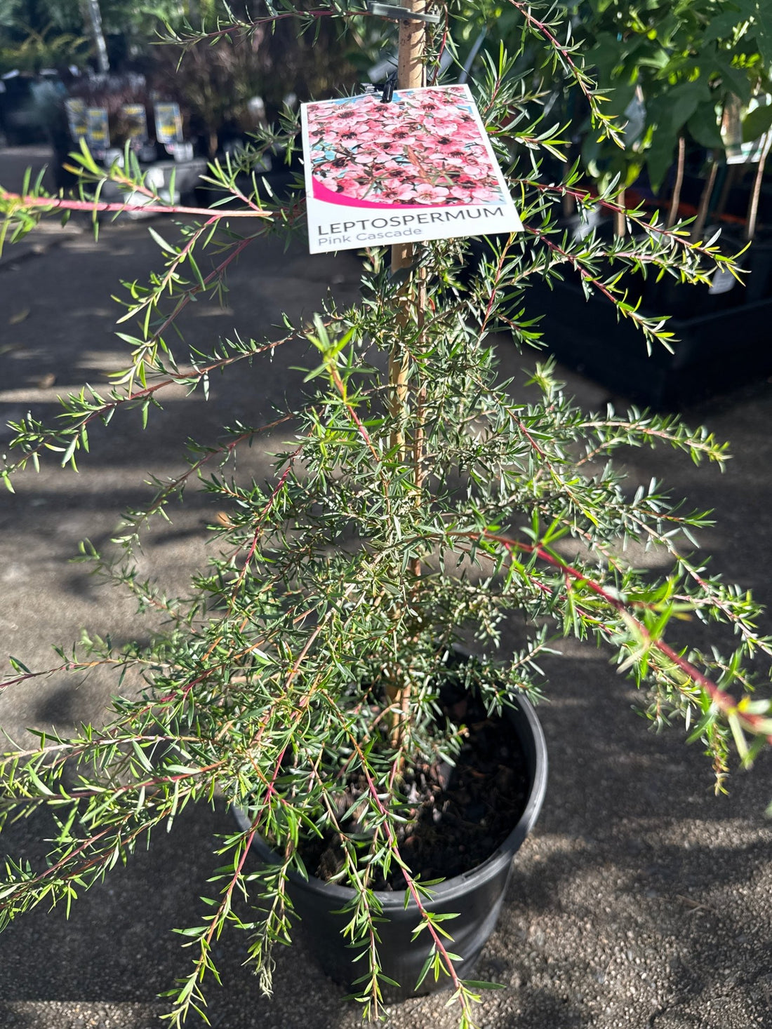Leptospermum 'Pink Cascade' - Large - Ladybird Nursery