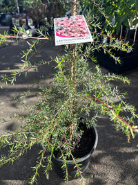 Leptospermum 'Pink Cascade' - Large - Ladybird Nursery