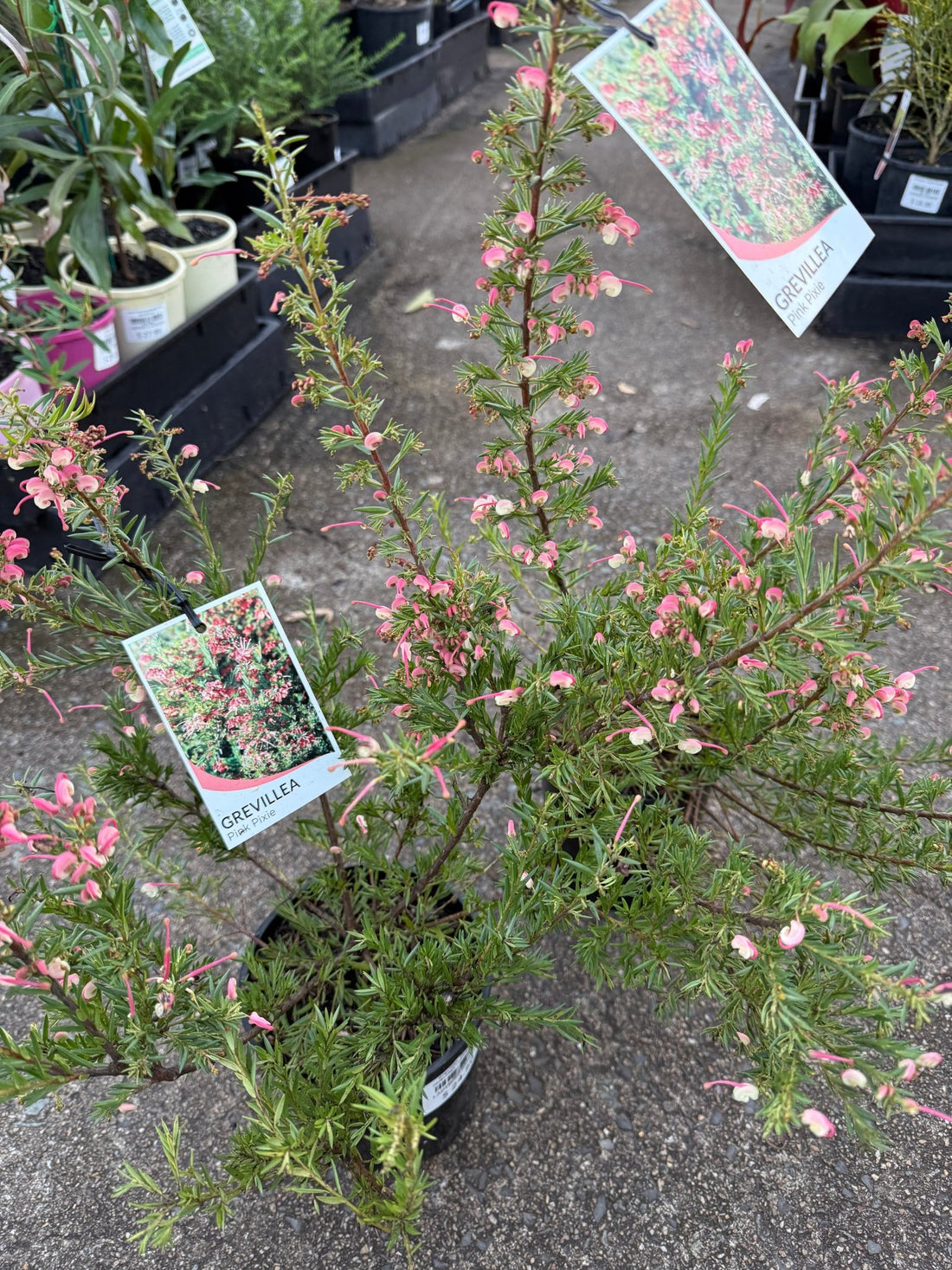 Dwarf Grevillea 'Pink Pixie' (Grevillea rosmarinifolia) - Ladybird Nursery