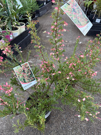 Dwarf Grevillea 'Pink Pixie' (Grevillea rosmarinifolia) - Ladybird Nursery