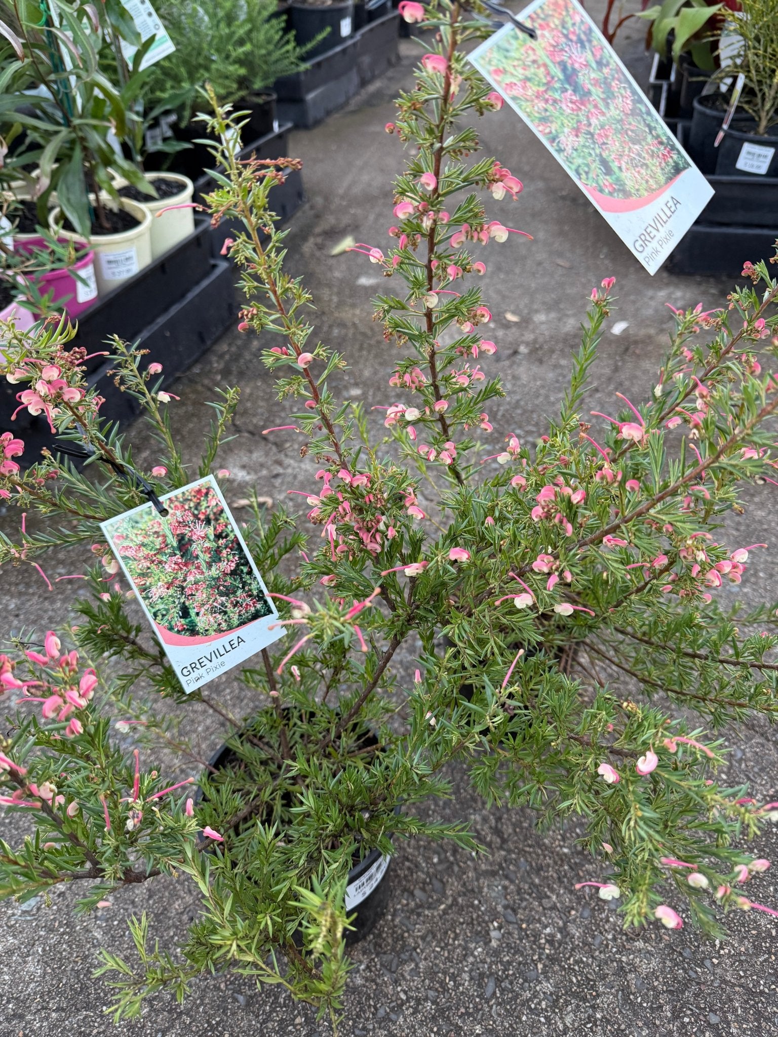 Dwarf Grevillea 'Pink Pixie' (Grevillea rosmarinifolia) - Ladybird Nursery