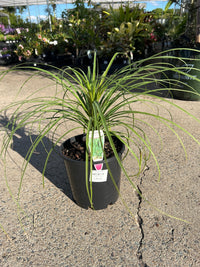 Pony Tail Palm - Large - Ladybird Nursery