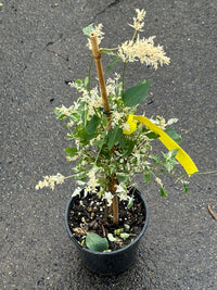 Amaranthus 'Fluffy Duck' - Ladybird Nursery