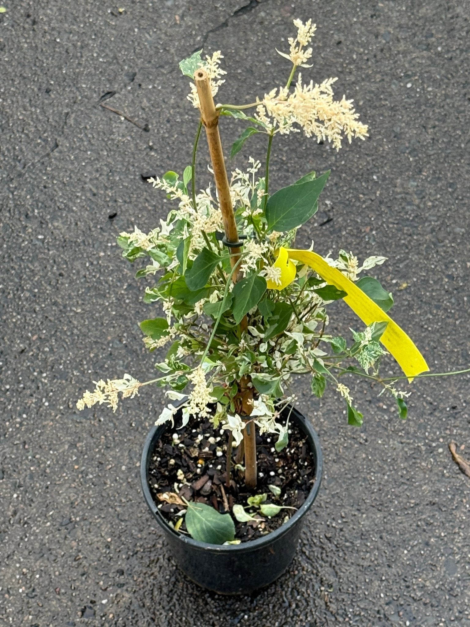 Amaranthus 'Fluffy Duck' - Ladybird Nursery