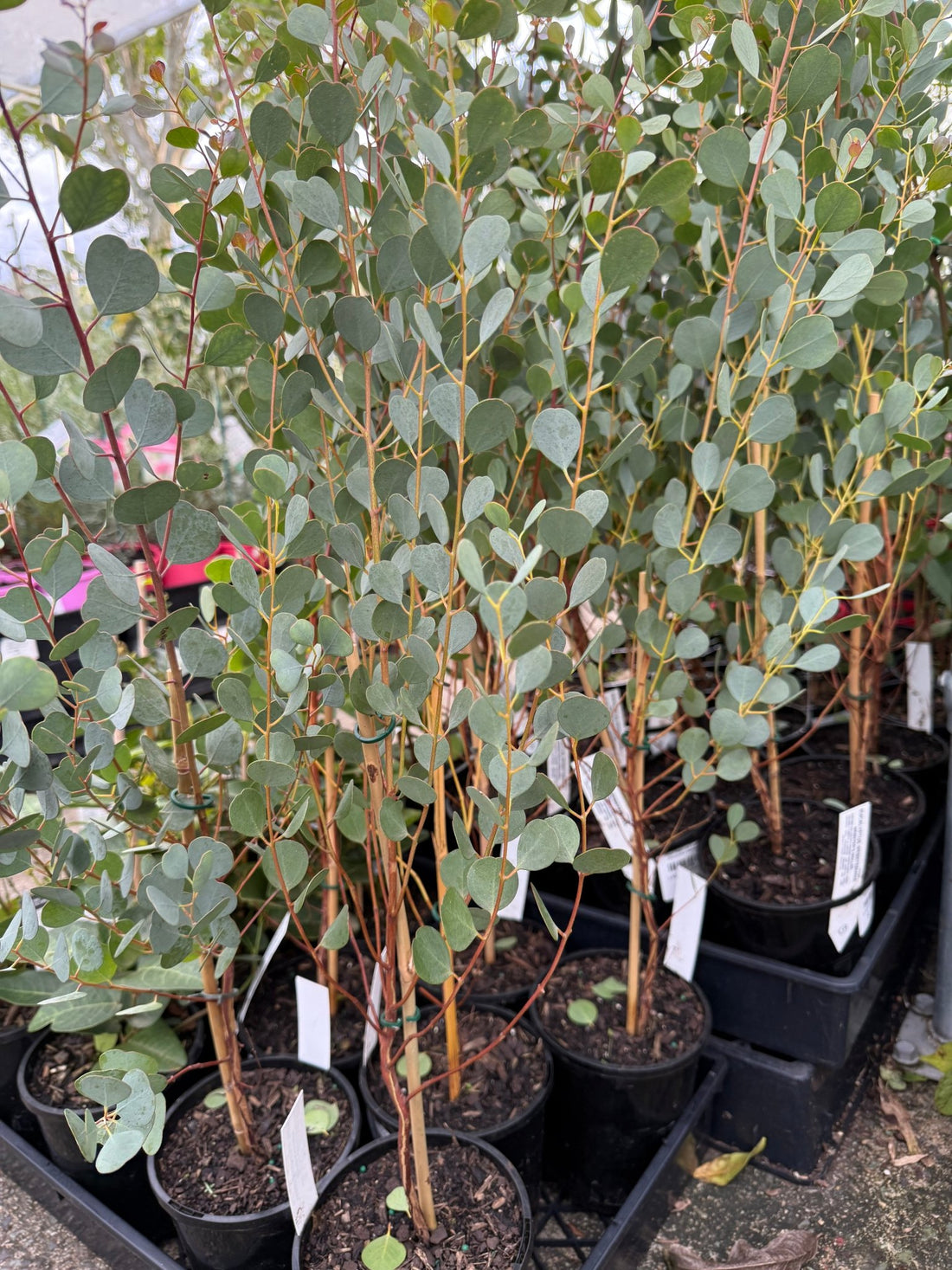 Dwarf Heart Leaf Eucalyptus (Eucalyptus websteriana) - Ladybird Nursery