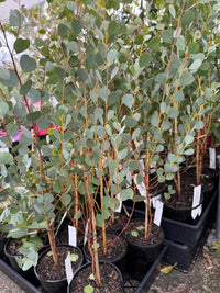 Dwarf Heart Leaf Eucalyptus (Eucalyptus websteriana) - Ladybird Nursery