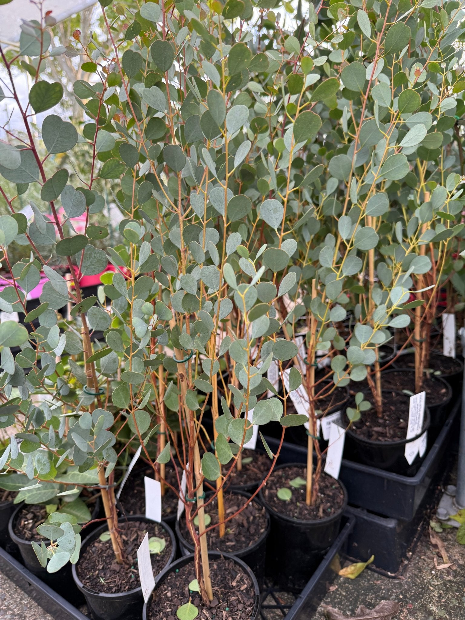 Dwarf Heart Leaf Eucalyptus (Eucalyptus websteriana) - Ladybird Nursery