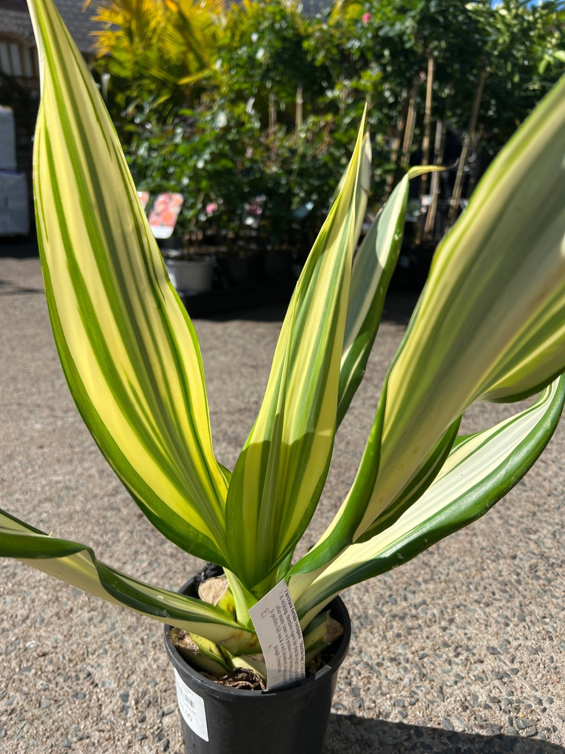 Mauritius Hemp variegata (Furcraea foetida) - Ladybird Nursery