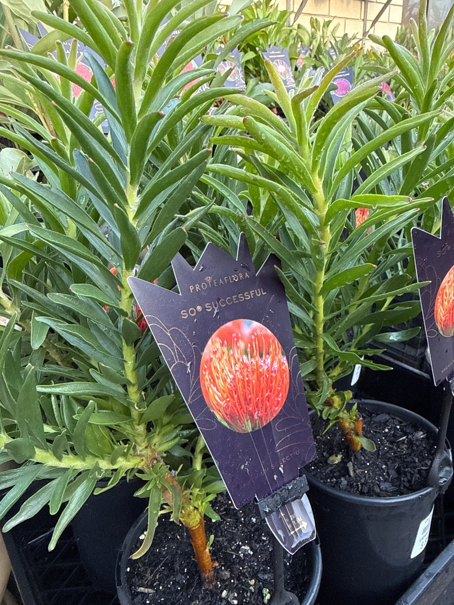 Leucospermum 'So Successful' - Ladybird Nursery