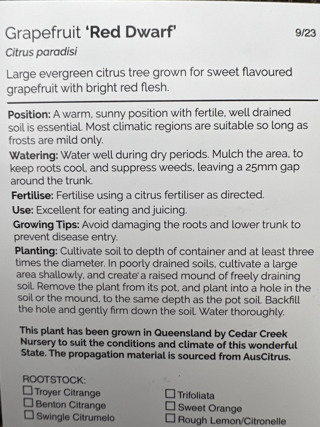 Flame Grapefruit (QLD Only) - Ladybird Nursery