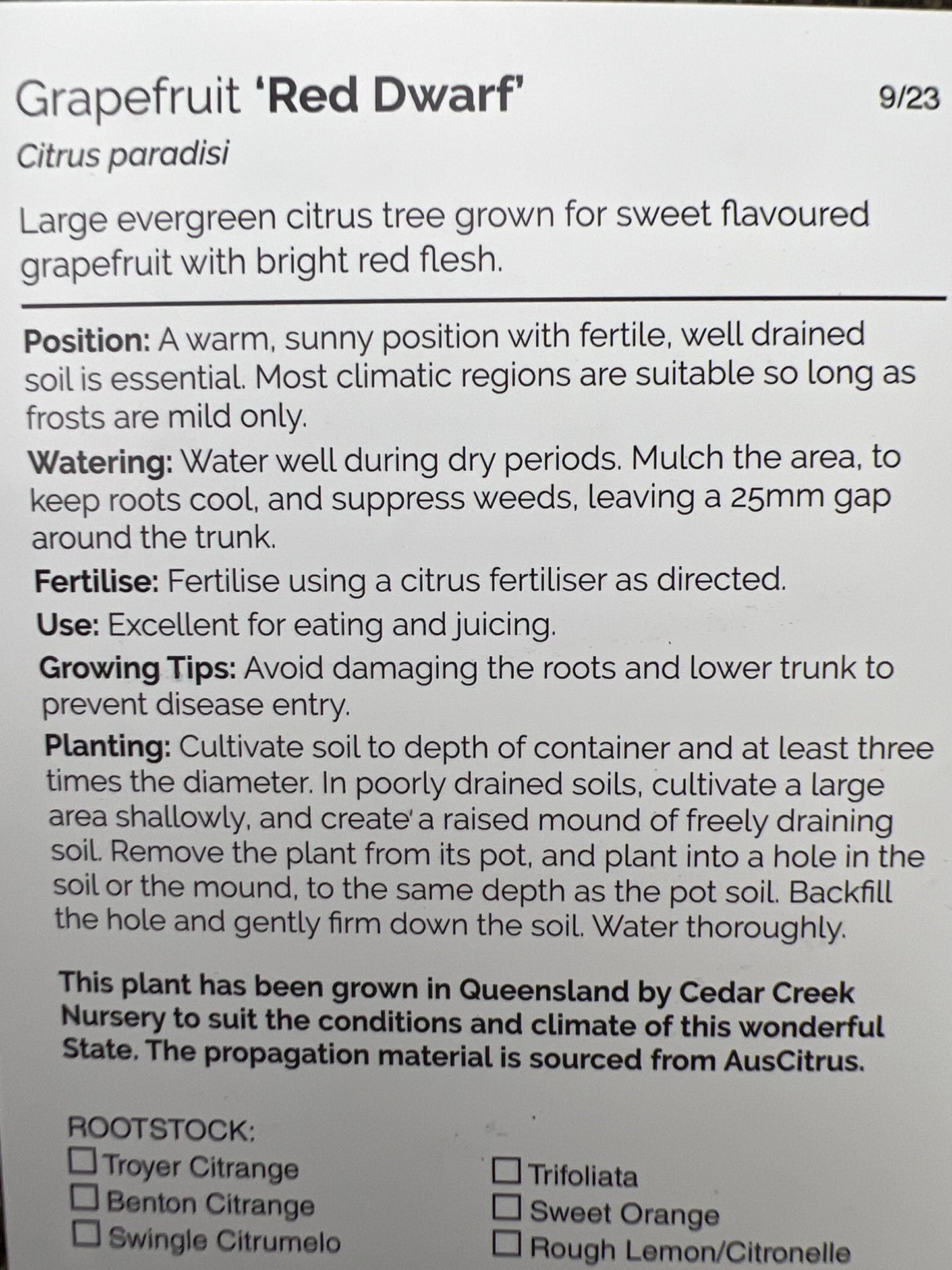 Flame Grapefruit (QLD Only)