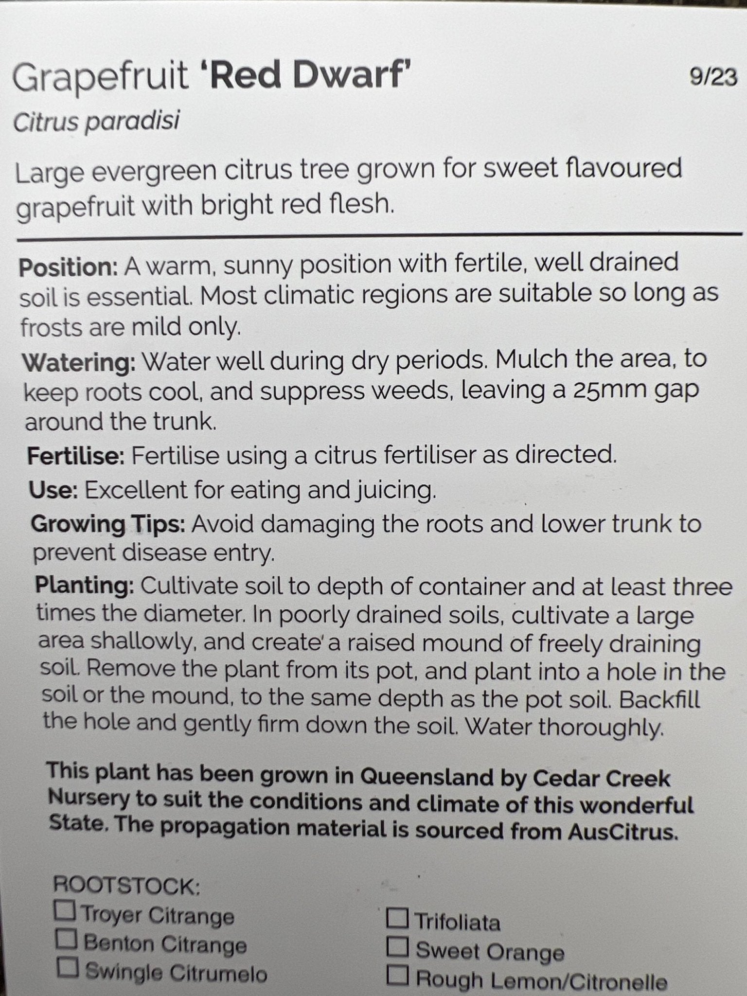 Flame Grapefruit (QLD Only) - Ladybird Nursery