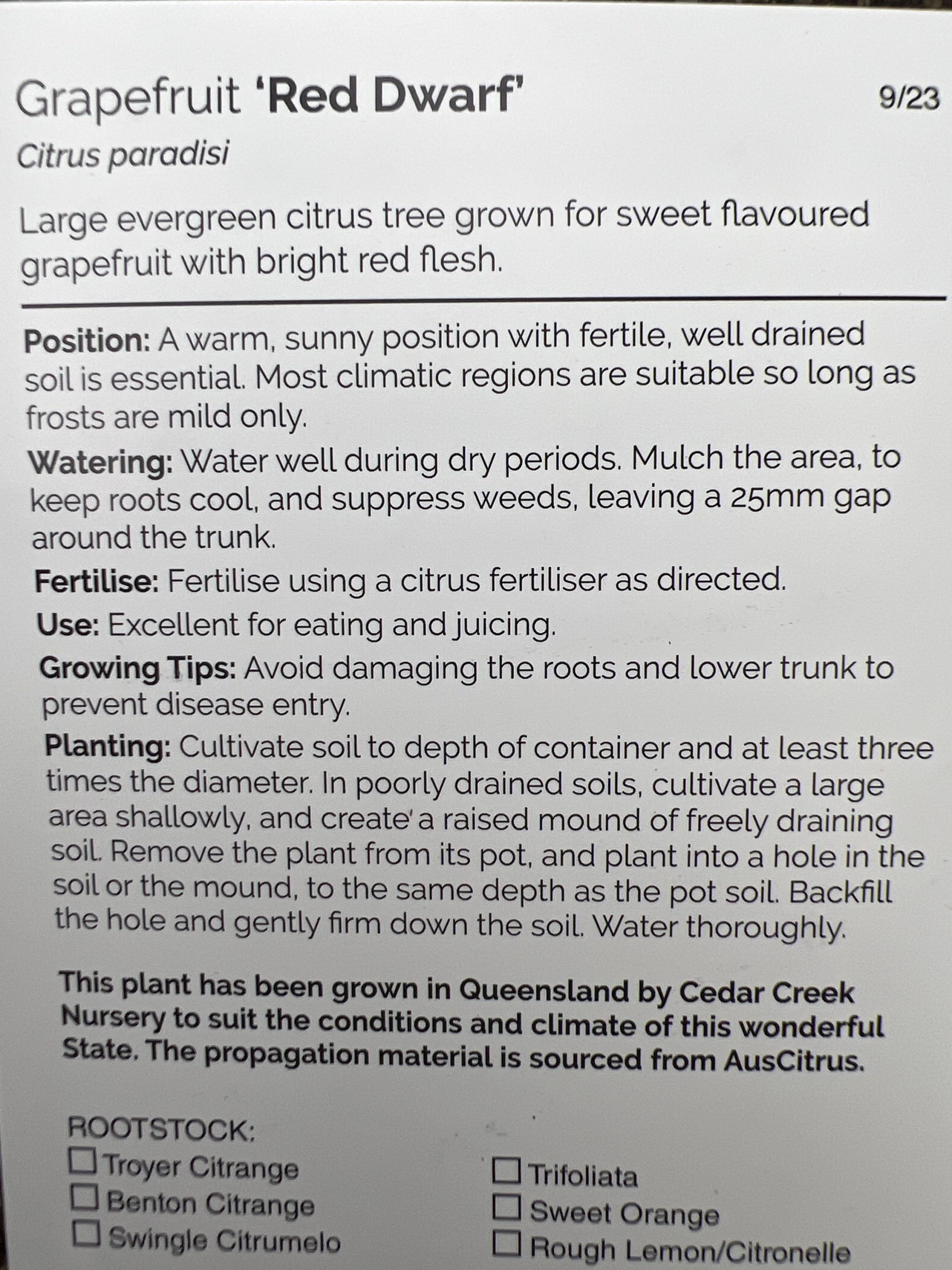 Dwarf Grapefruit 'Flame' (QLD Only)