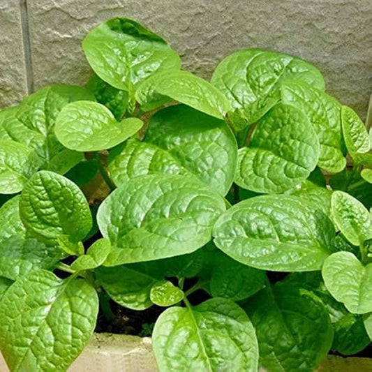 Ceylon Spinach Silver (Tabernaemontana corymbosa)