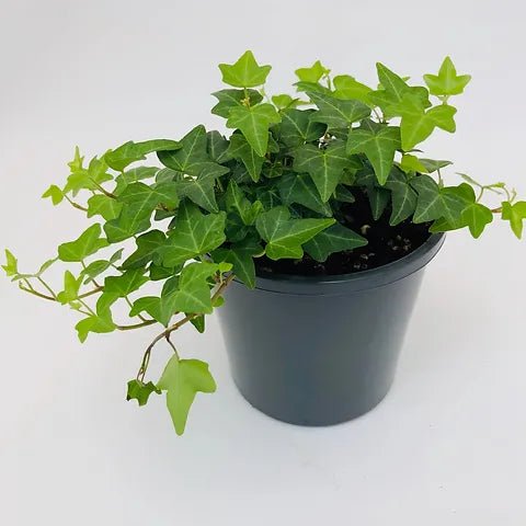 Ivy Green (Hedera spp.) - Ladybird Nursery