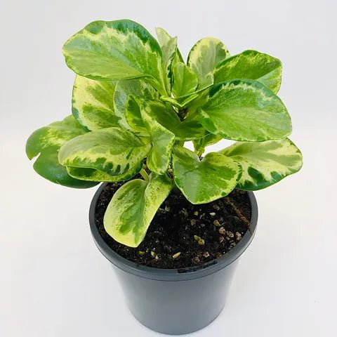 Peperomia Magnoliifolia Green and Gold (Peperomia) - Ladybird Nursery