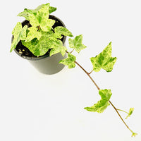 English Ivy Stardust (Hedera helix)