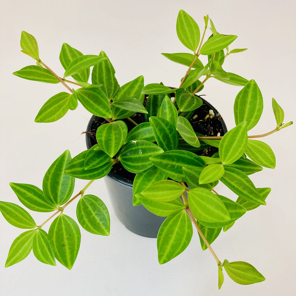 Peperomia Diamond (Peperomia angulata)