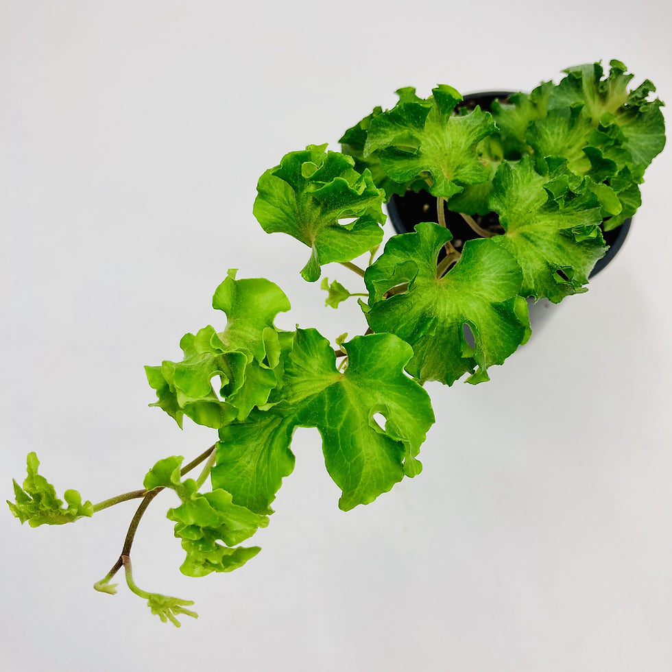 English Ivy Parsley Crested (Hedera helix)