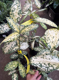 Dracaena 'Gold Dust' (Dracaena surculosa) - Ladybird Nursery