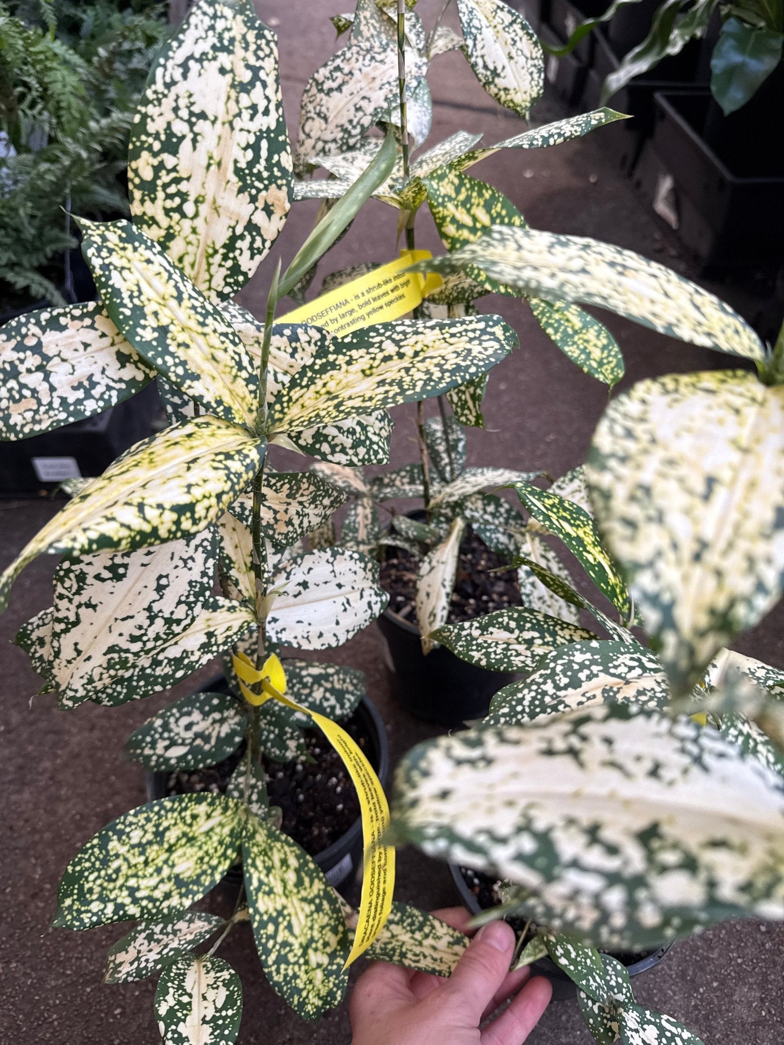 Dracaena 'Gold Dust' (Dracaena surculosa) - Ladybird Nursery