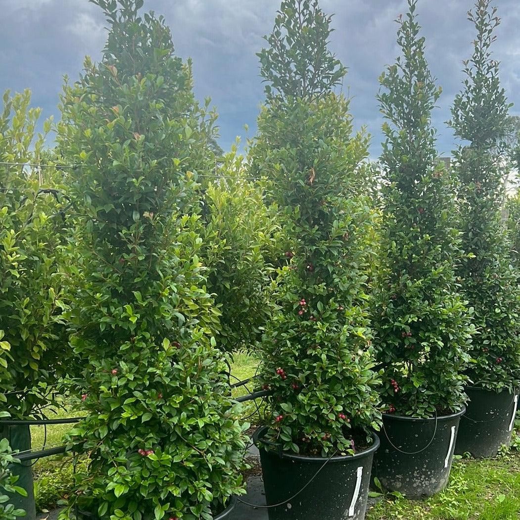 Lilly Pilly Backyard Bliss (Syzygium australe) - Ladybird Nursery