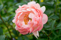 Peony Coral Charm (Paeonia lactiflora)