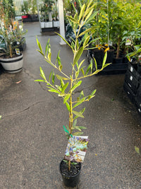 Olive Dwarf ‘Miniolea’ - Ladybird Nursery