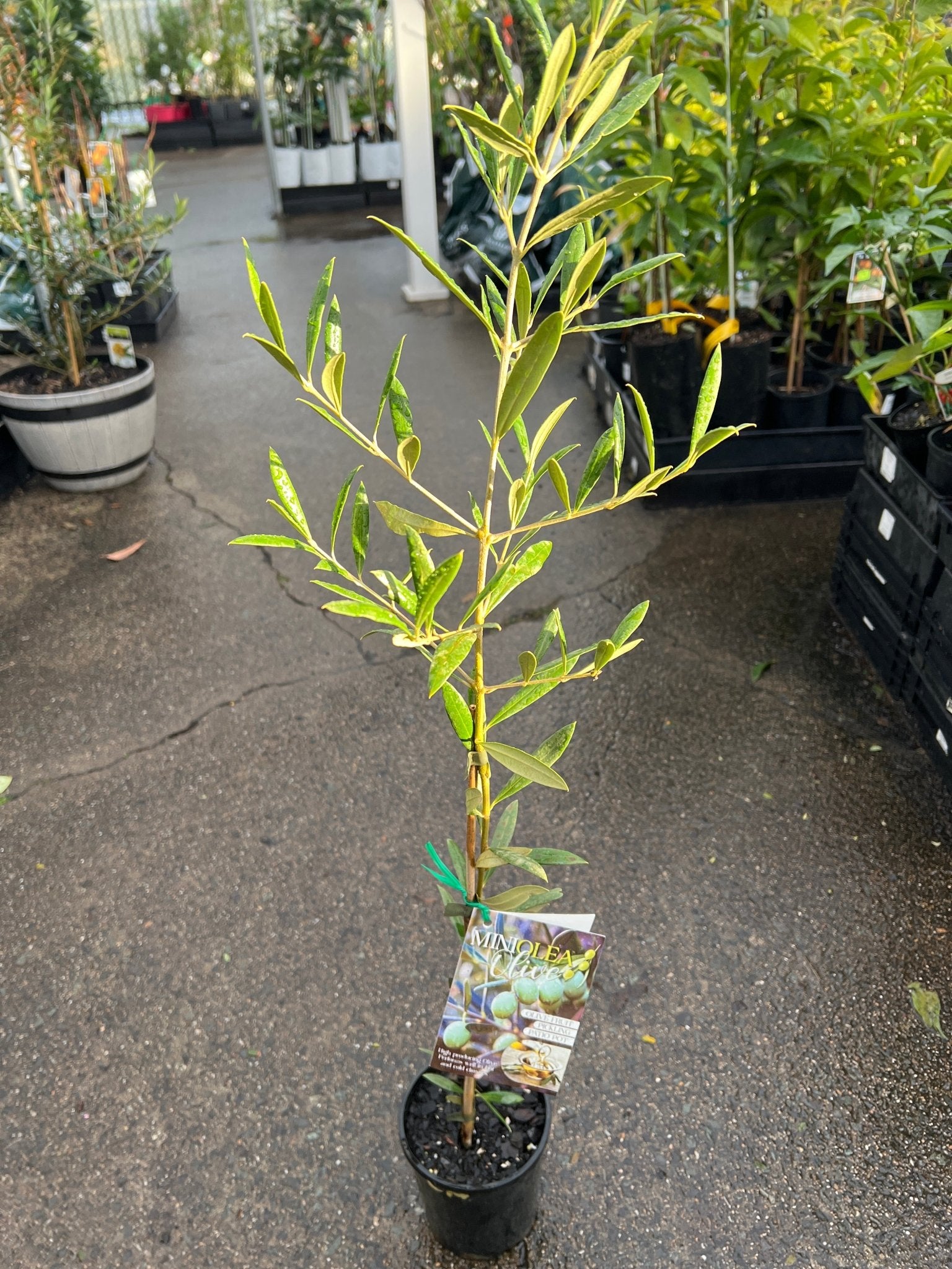 Olive Dwarf ‘Miniolea’ - Ladybird Nursery