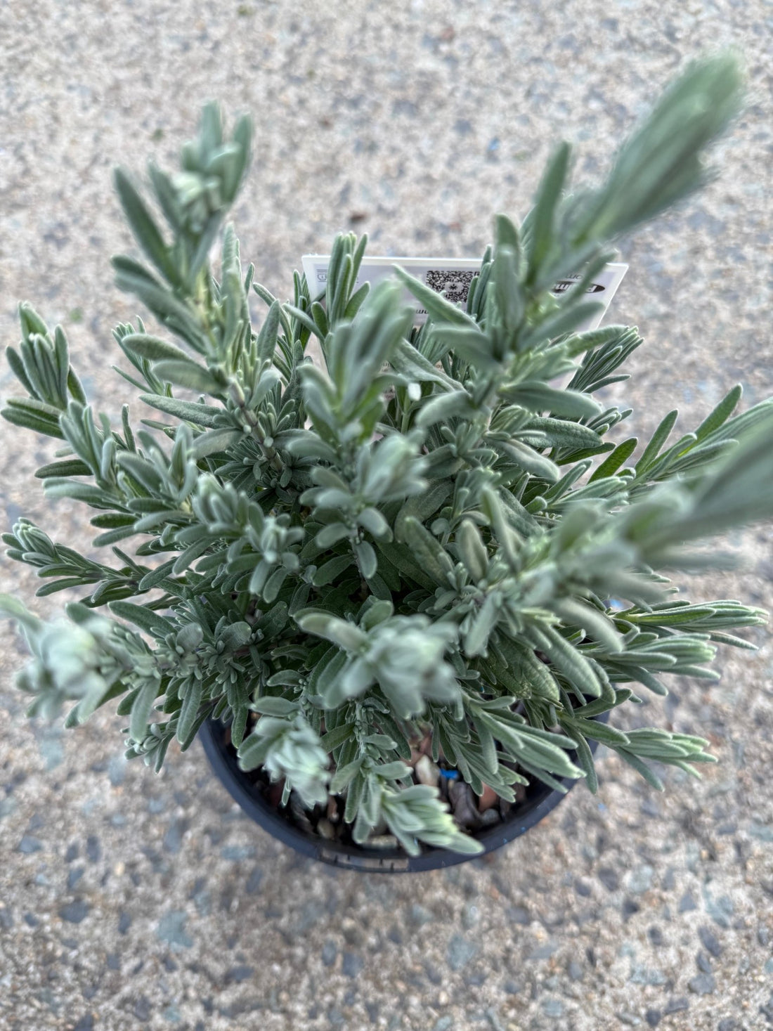 Lavender - LaDiva Big Night (Lavandula) - Ladybird Nursery