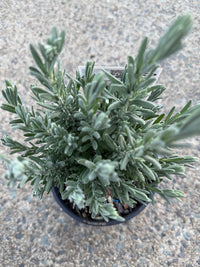 Lavender - LaDiva Big Night (Lavandula) - Ladybird Nursery