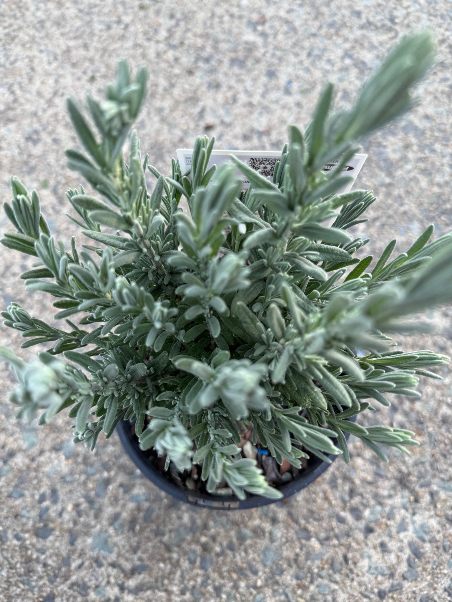 Lavender - LaDiva Big Night (Lavandula) - Ladybird Nursery