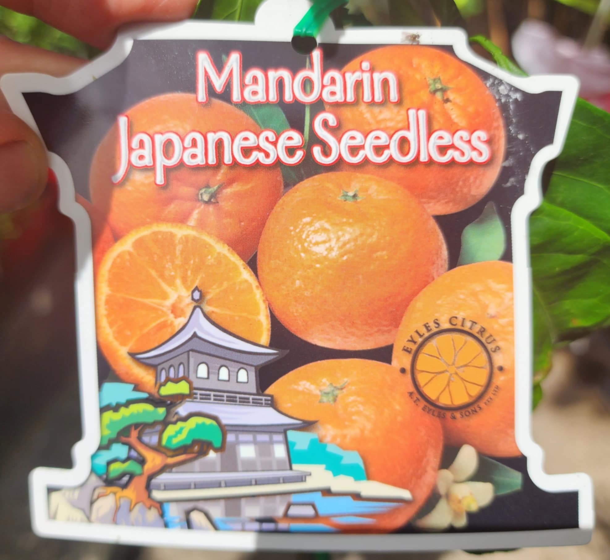 Japanese Seedless Mandarin (QLD Only) - Ladybird Nursery