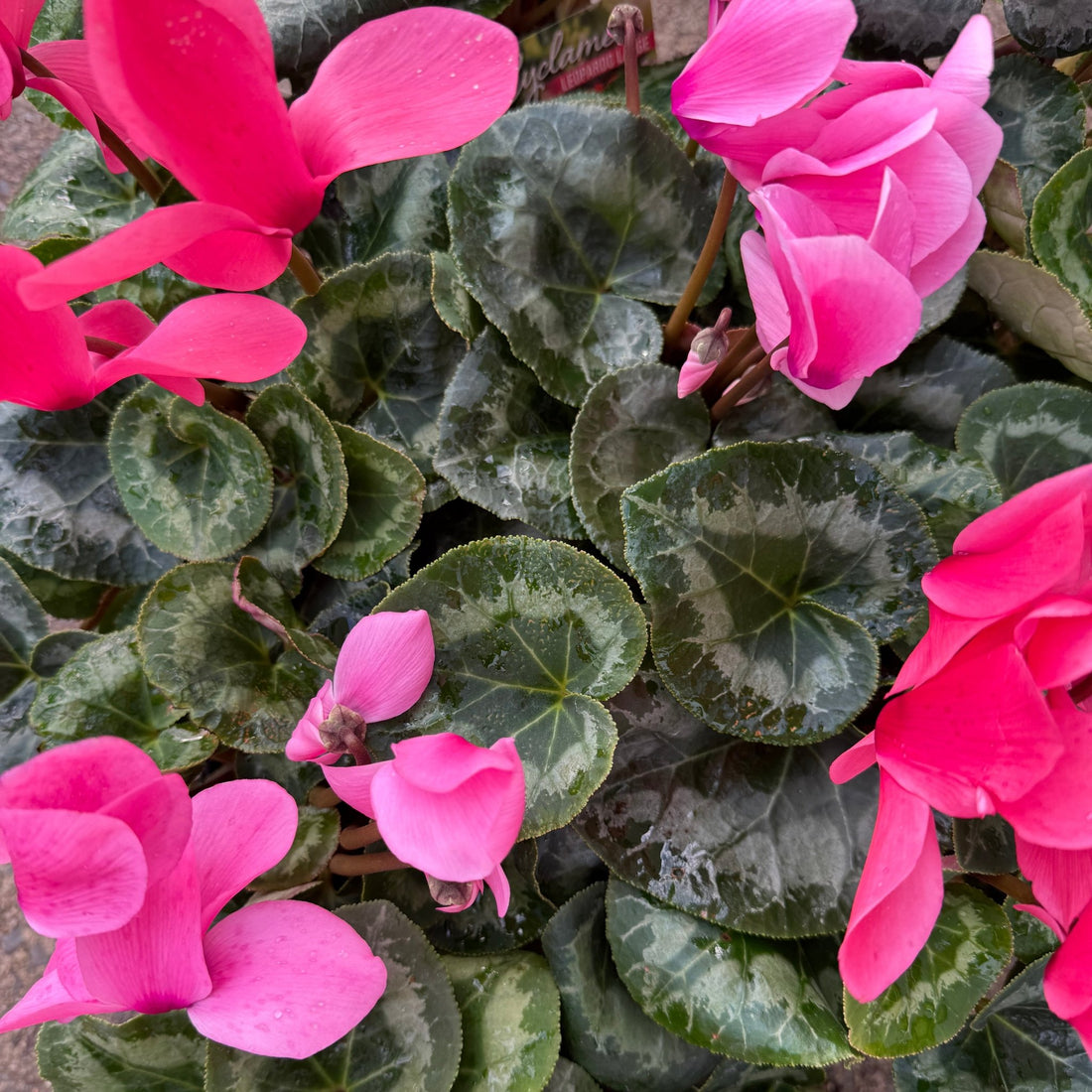 Cyclamen Leopardo Large 'Pink' - Ladybird Nursery