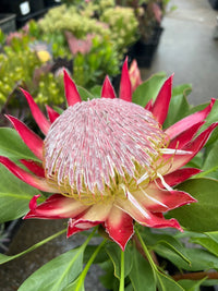 Protea 'Little Prince' - Large - Ladybird Nursery