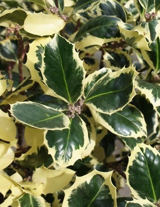 Holly Silver Queen (Ilex aquifolium)
