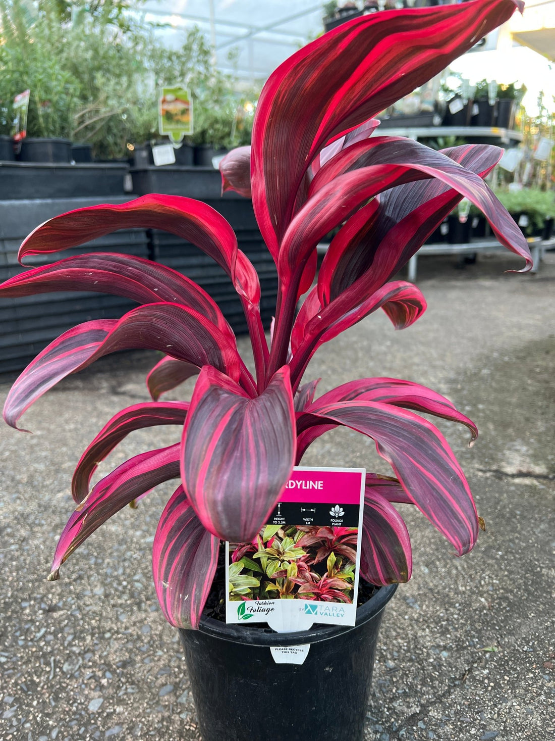 Cordyline 'Pink Champion' - Large - Ladybird Nursery