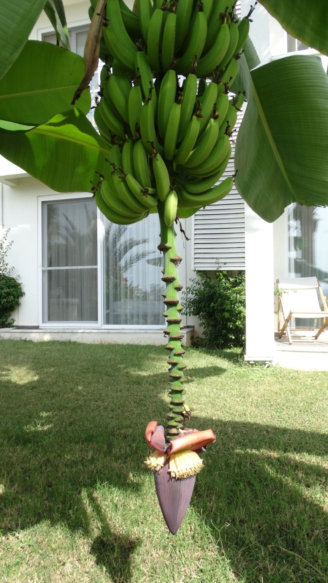 Dwarf Cavendish Banana (QLD Only) - Ladybird Nursery