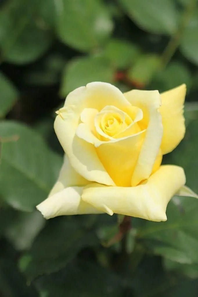 Rose Helmut Schmidt (Rosa) - Ladybird Nursery