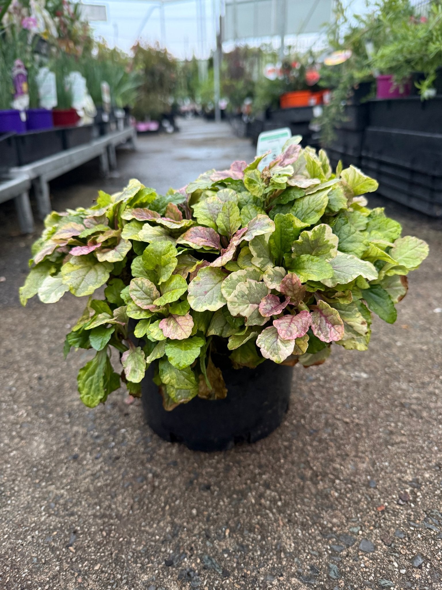 Ajuga 'Burgundy Lace' - Ladybird Nursery