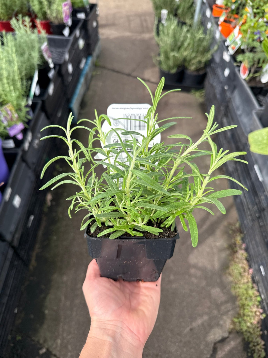 Rosemary (PICKUP ONLY) - Ladybird Nursery