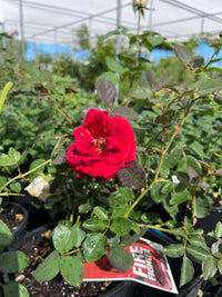 Rose 'Firefighter' Hybrid Tea (David Austin) - Ladybird Nursery