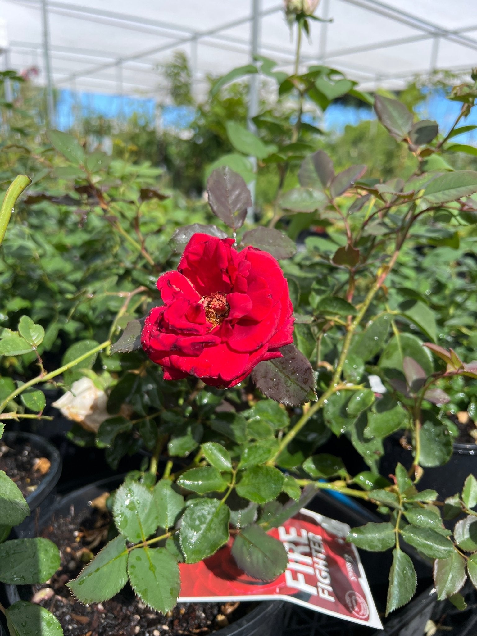Rose 'Firefighter' Hybrid Tea (David Austin) - Ladybird Nursery