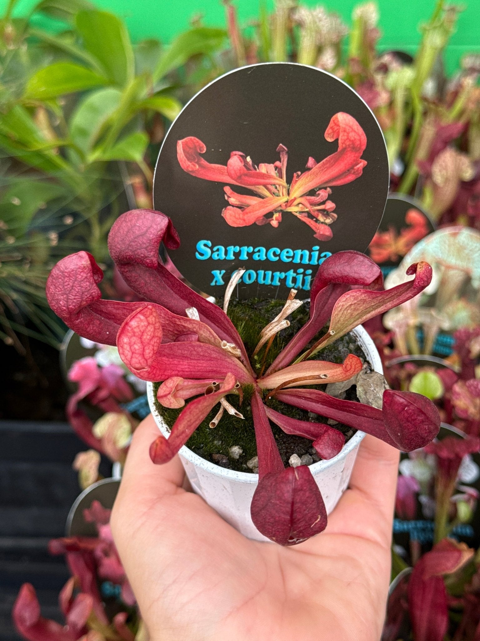 Pitcher Plant (Sarracenia x courtii) - Ladybird Nursery