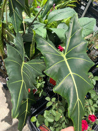 Elephant Ear (Alocasia sarian) - Ladybird Nursery